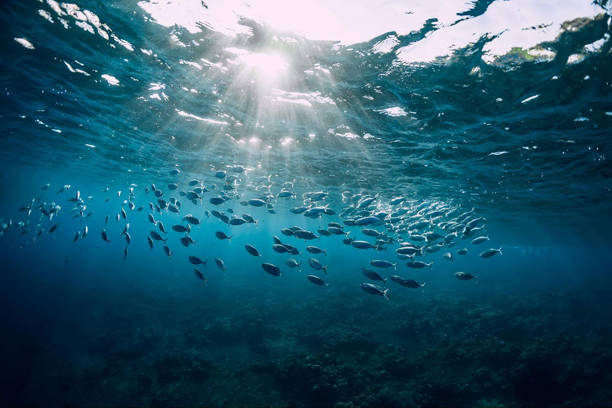 Underwater photo of fish with sun peering through the surface of the water